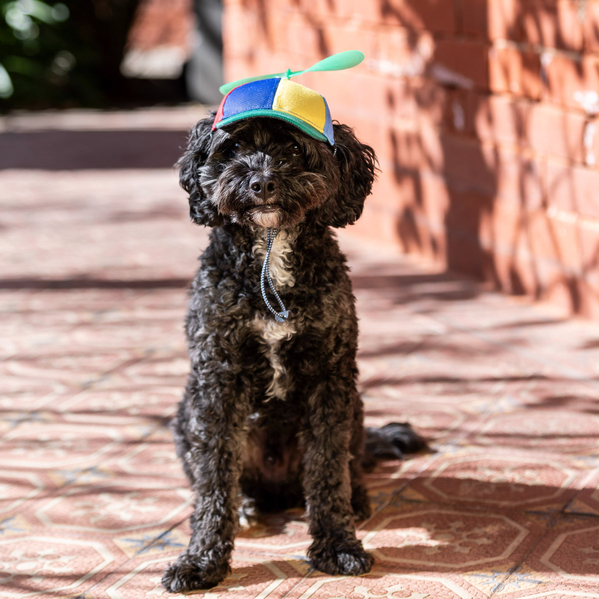 Lexi & Me Propeller Hat