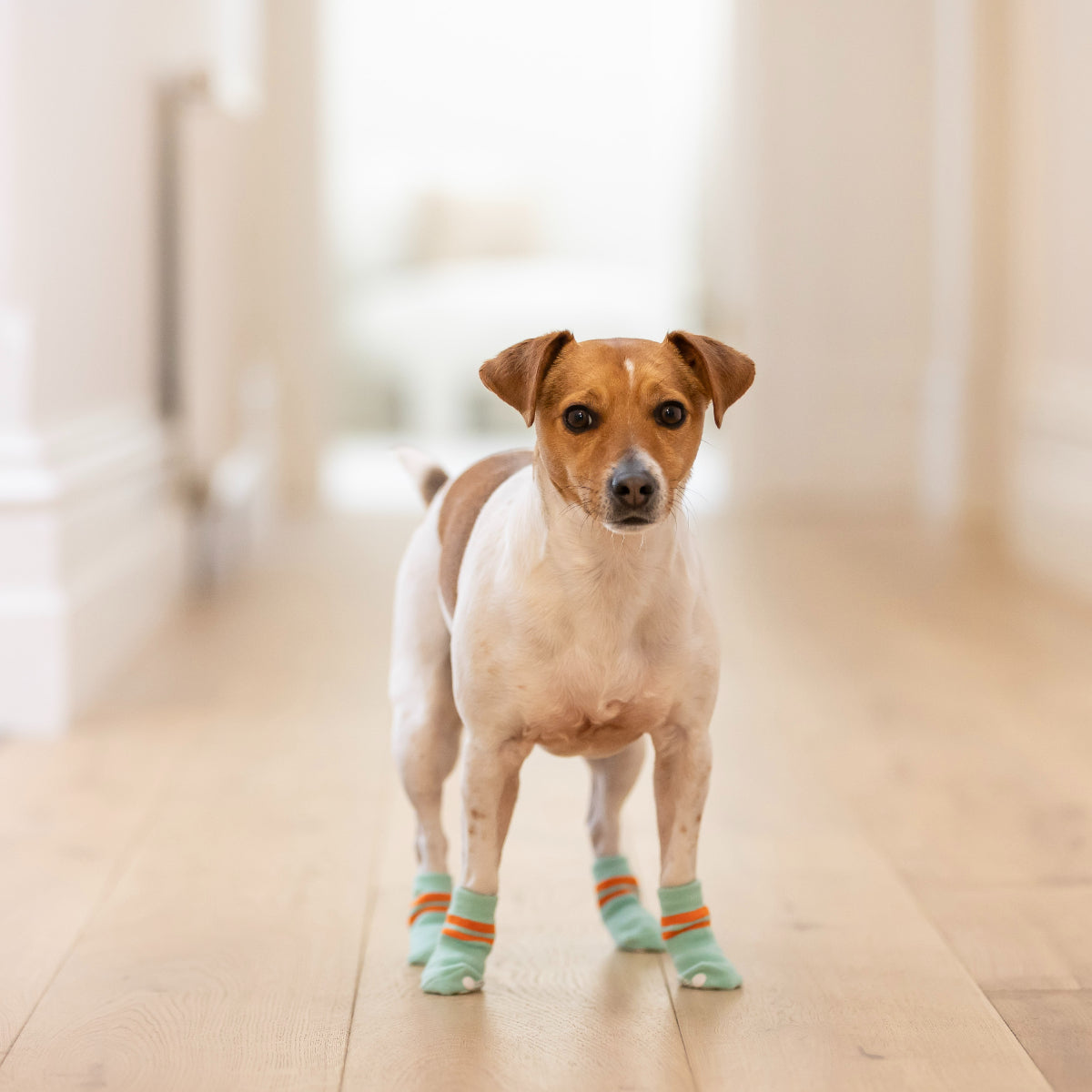 Lexi & Me Dog Grippy Socks Orange Mint