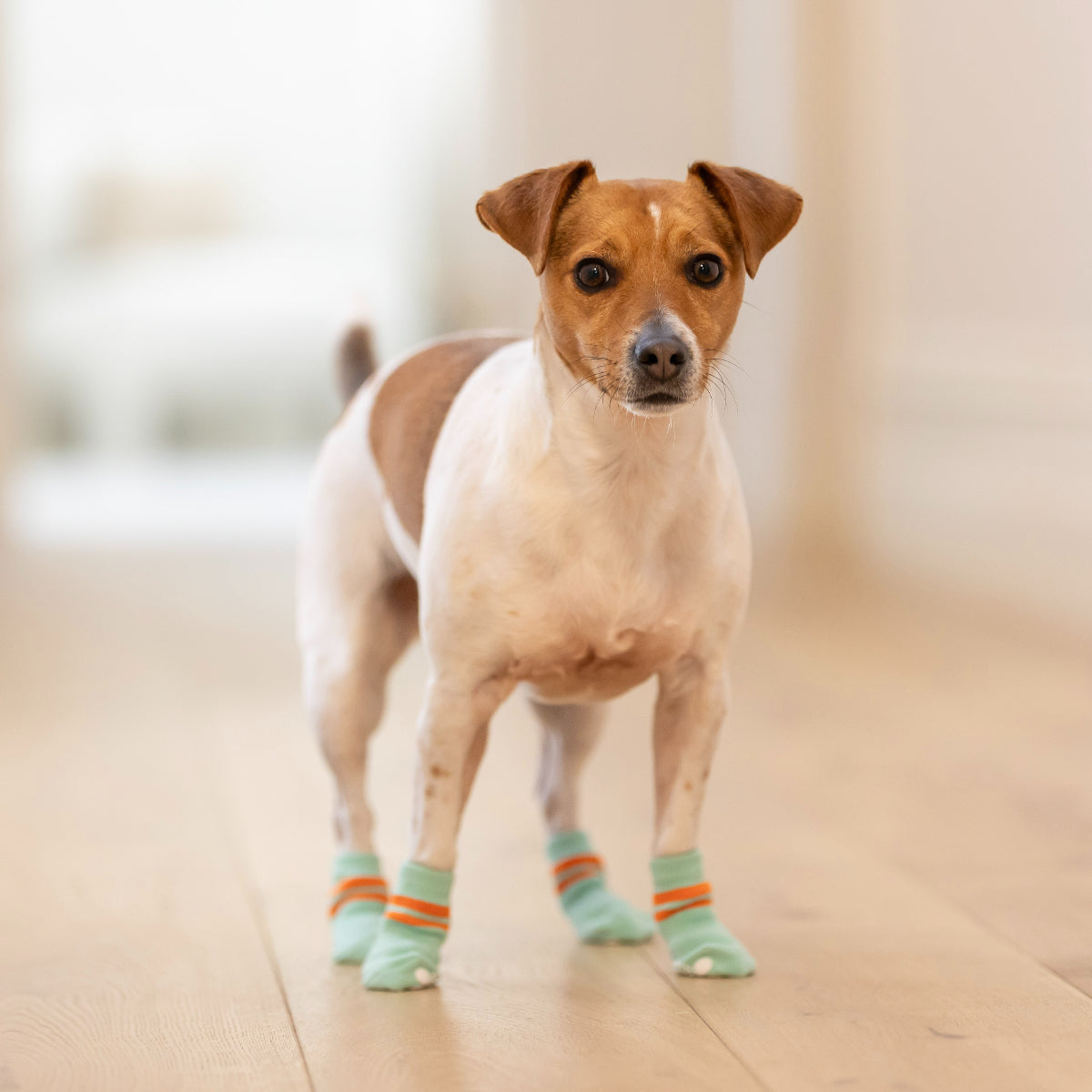 Lexi & Me Dog Grippy Socks Orange Mint