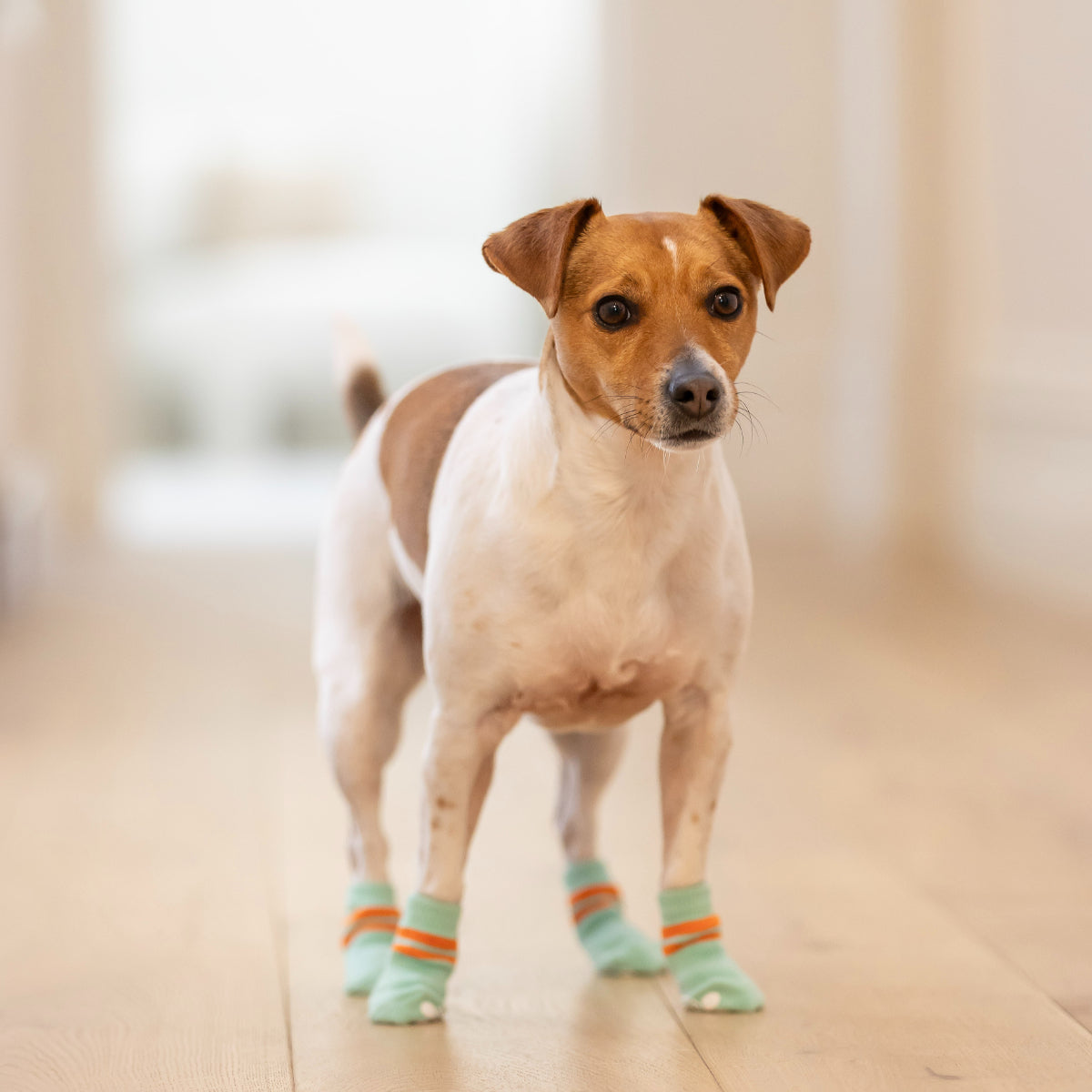 Lexi & Me Dog Grippy Socks Orange Mint