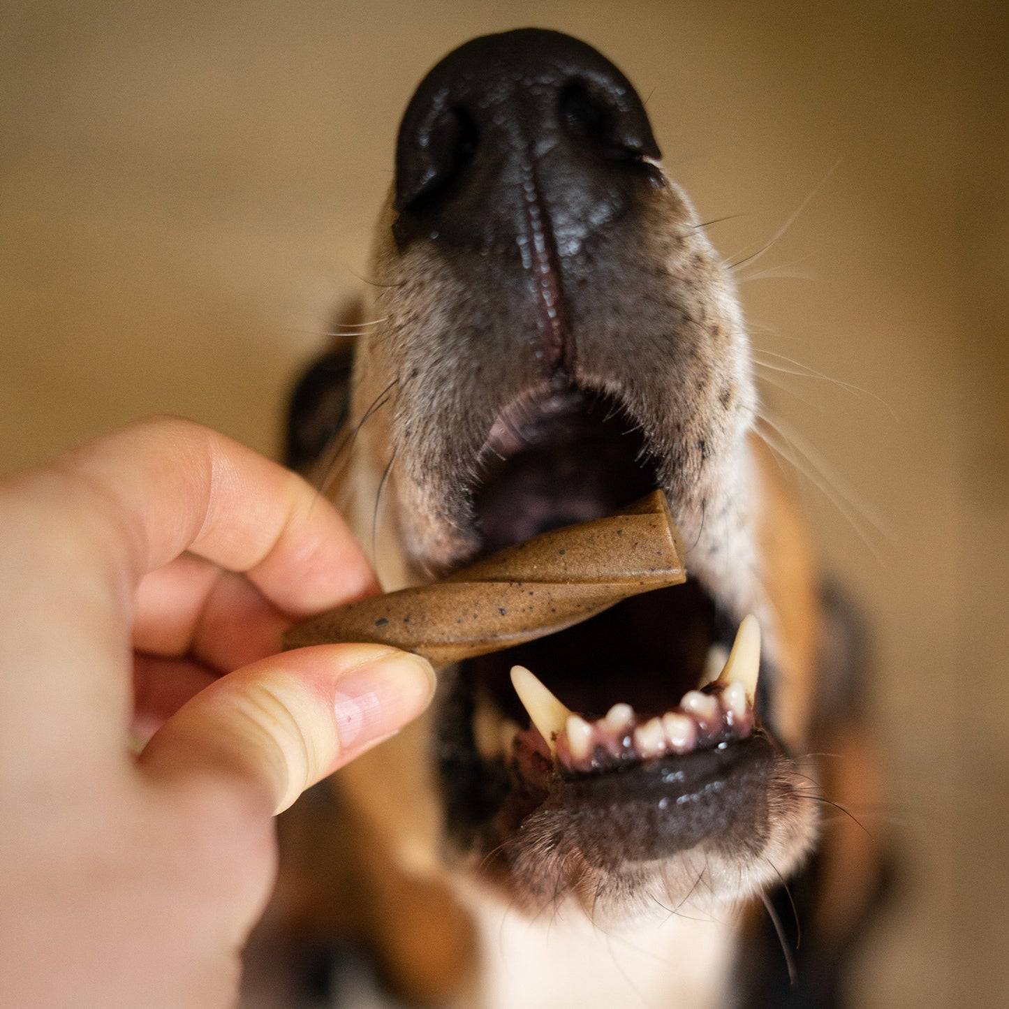 GoSmile Teeth & Gum Dog Supplement Sticks