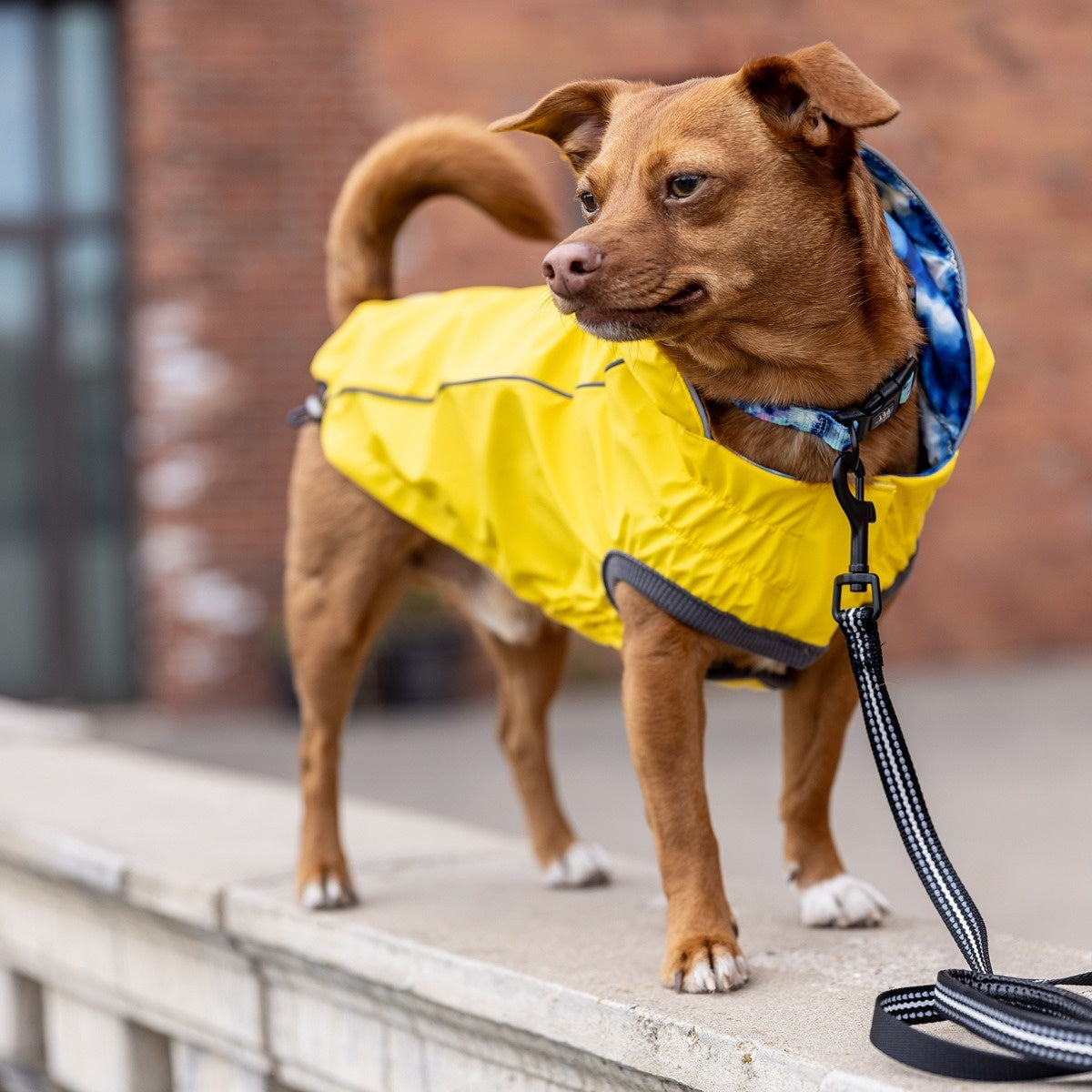 GF Pet Reversible Elasto-Fit Raincoat - Yellow Tie Dye