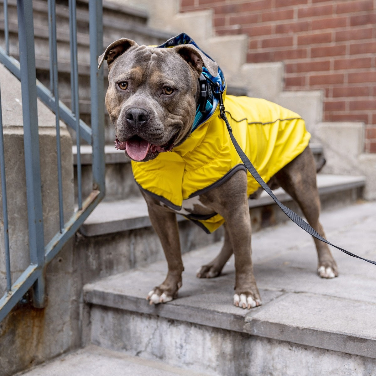 GF Pet Reversible Elasto-Fit Raincoat - Yellow Tie Dye