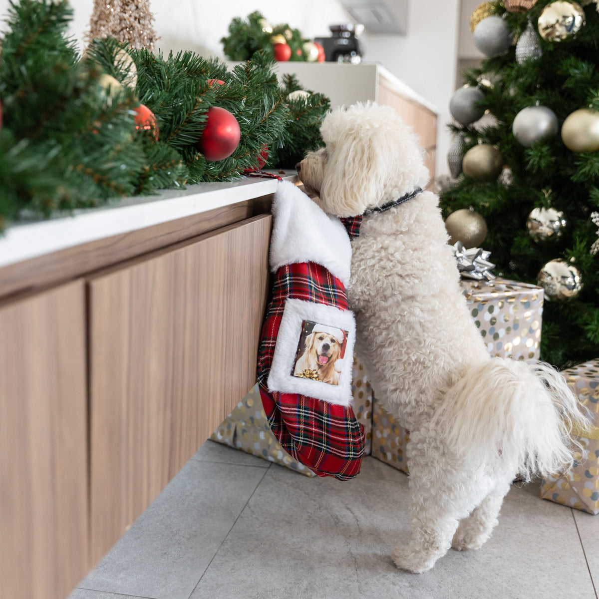 Petstock Foundation Tartan Christmas Stocking