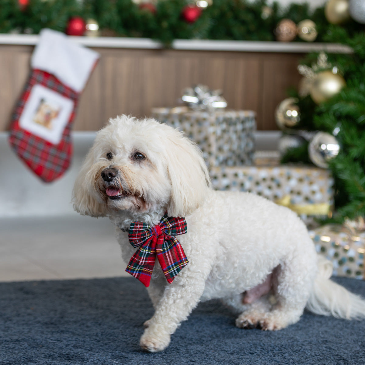 Petstock Foundation Tartan Christmas Stocking