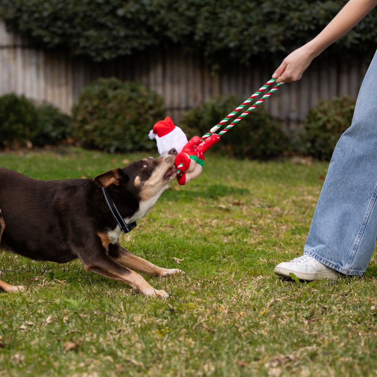 Petstock Beach Santa Plush & Rope Dog Toy