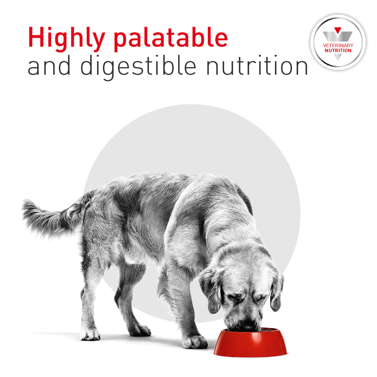 Royal Canin Vet Diet Glycobalance Dry Dog Food