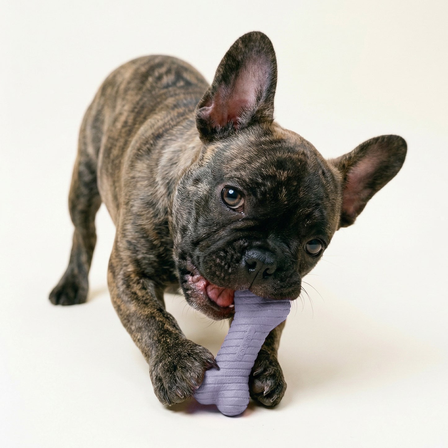 Playology Dual Layer Lamb Bone Dog Toy