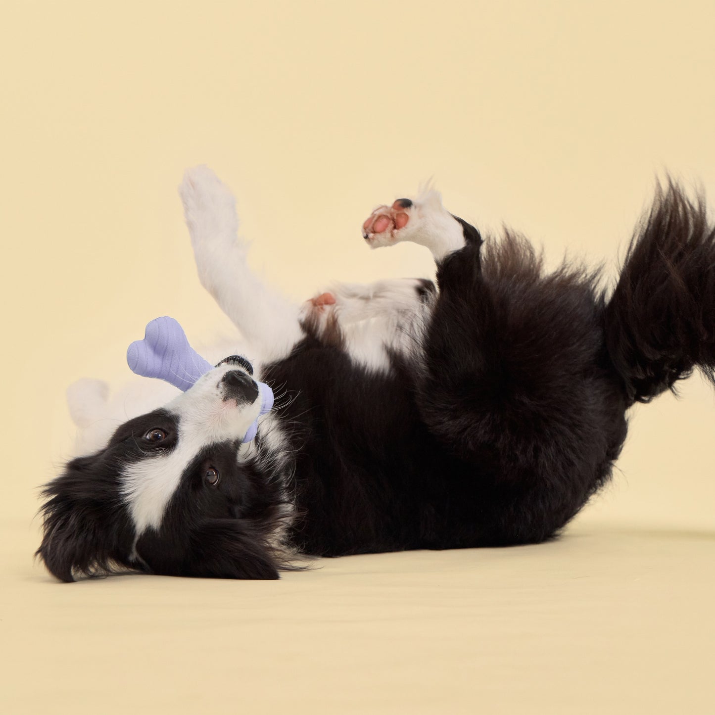 Playology Dual Layer Lamb Bone Dog Toy