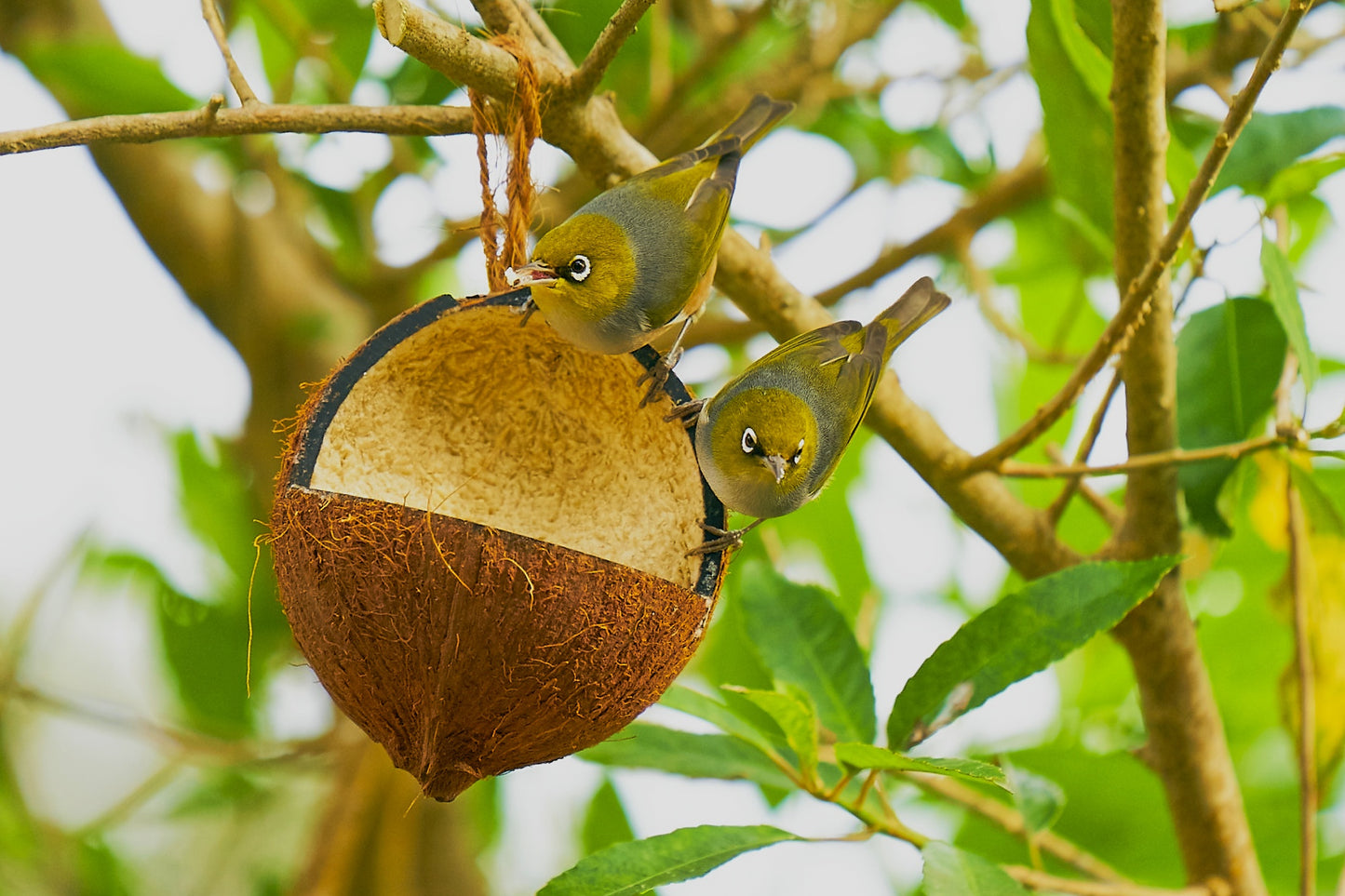 Topflite Wild Bird Energy Coconut Feeder