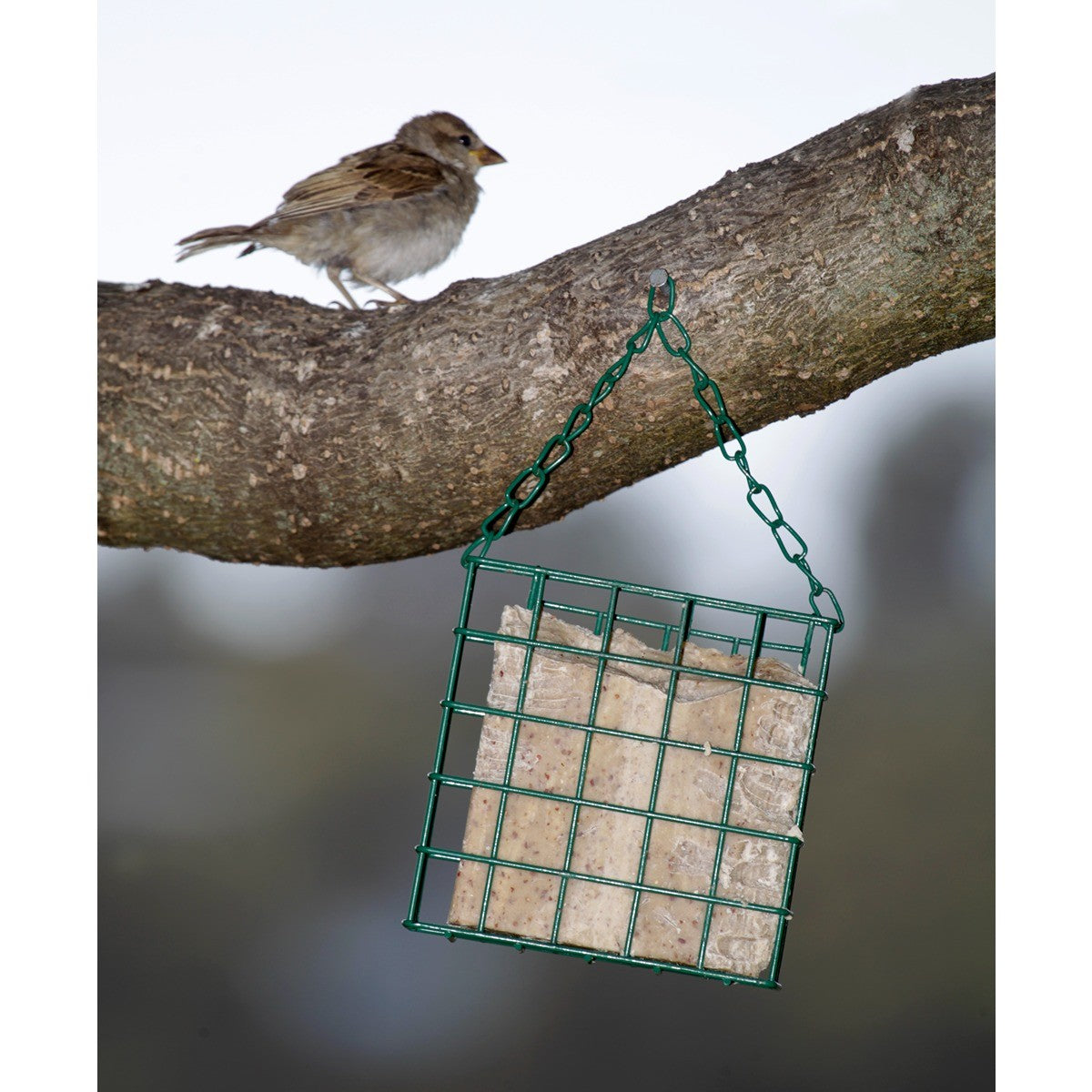 Topflite Wild Bird Cake Feeder