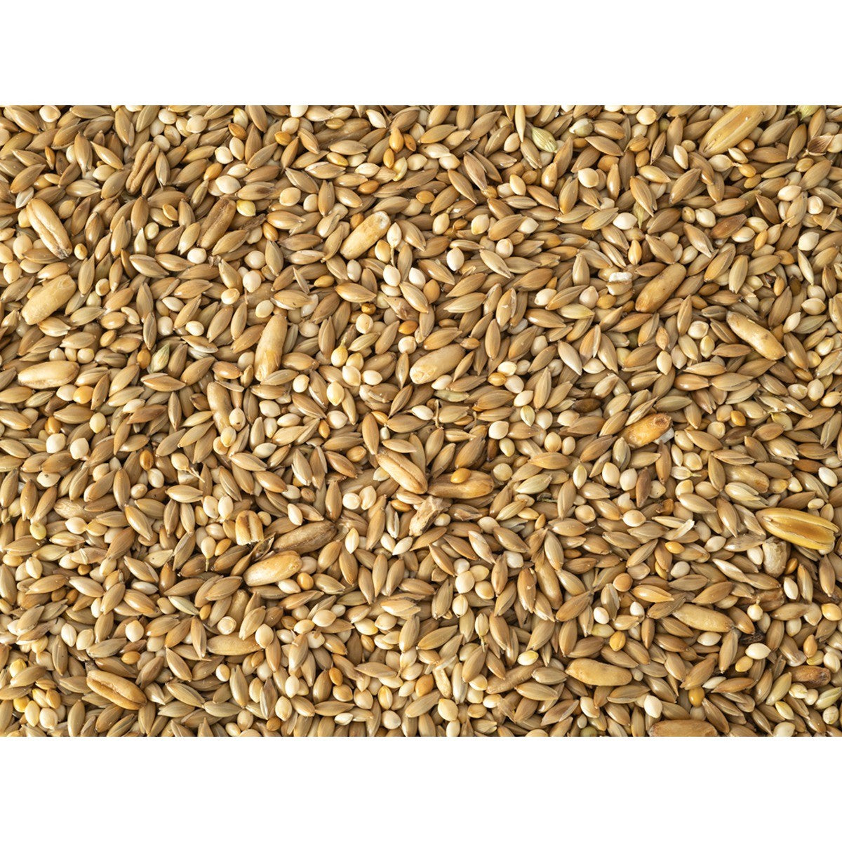 Topflite Budgie Mix