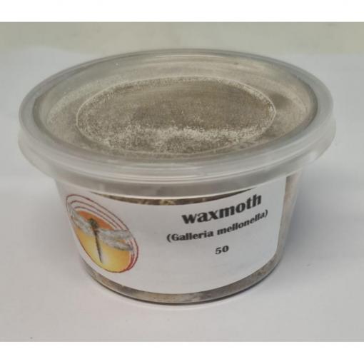Bio Suppliers Live Wax Moth