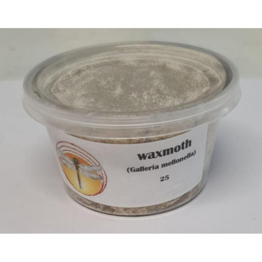 Bio Suppliers Live Wax Moth