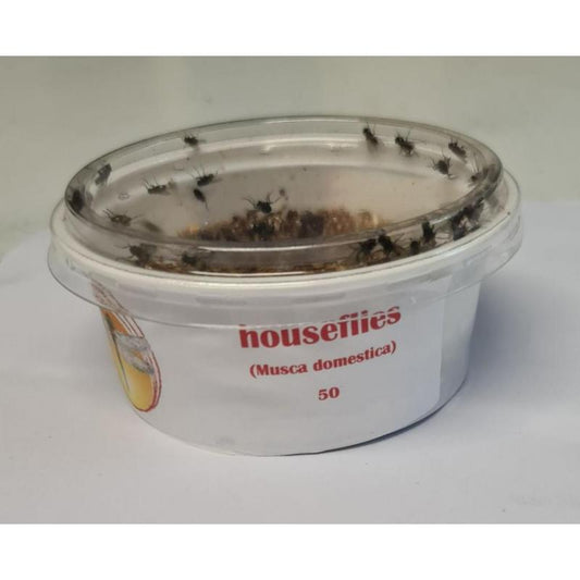 Bio Suppliers Live House Flies
