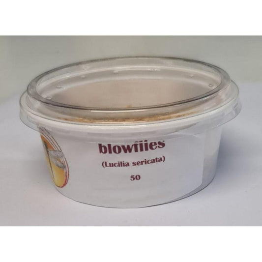 Bio Suppliers Live Blow Flies