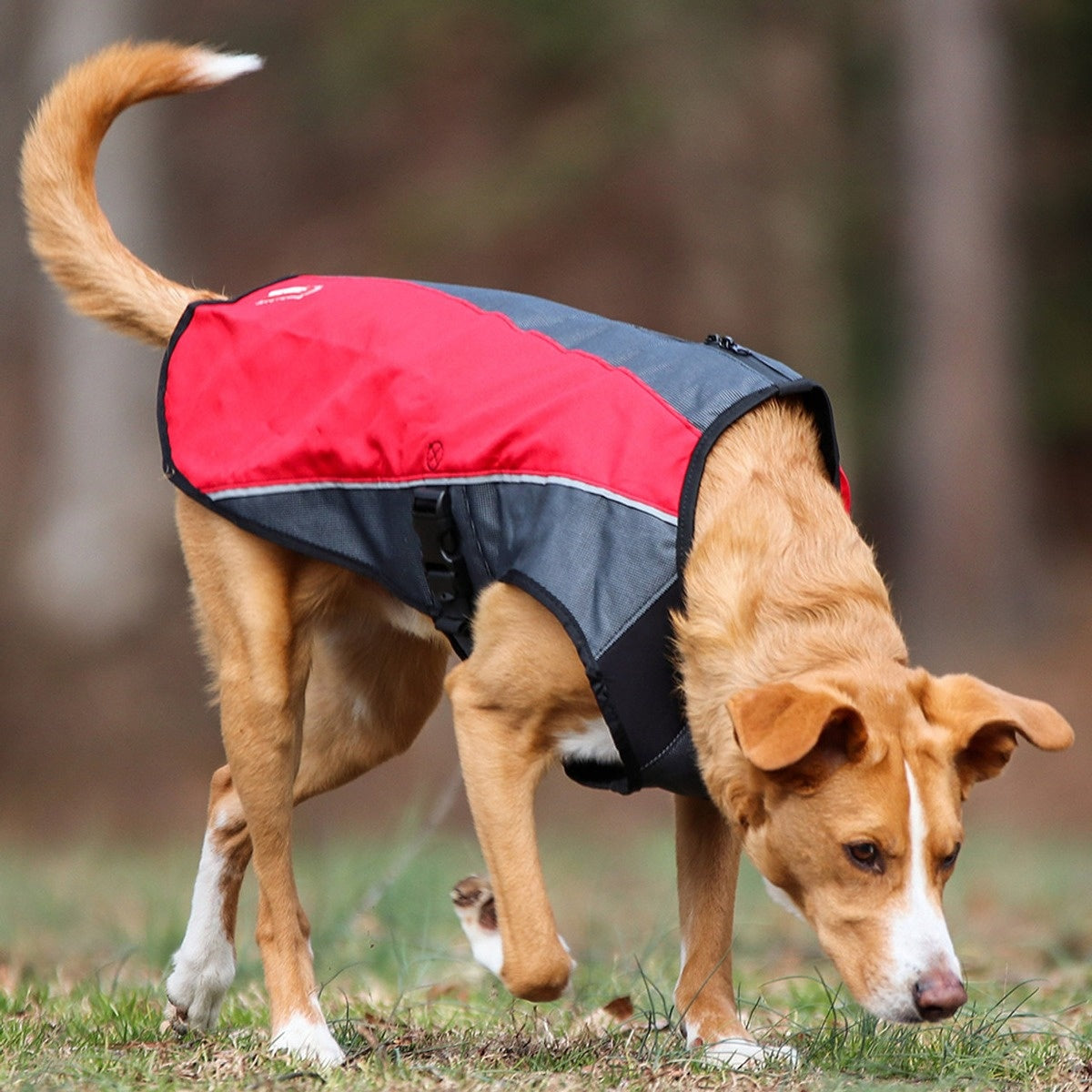 EzyDog Element Dog Jacket