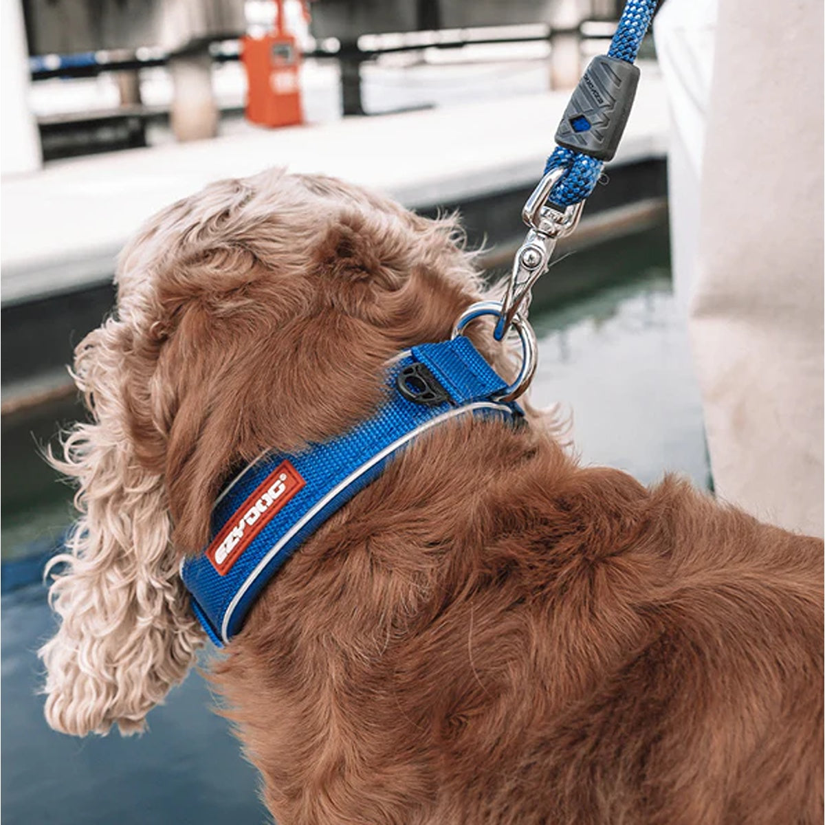 Ezydog Neo Classic Dog Collar