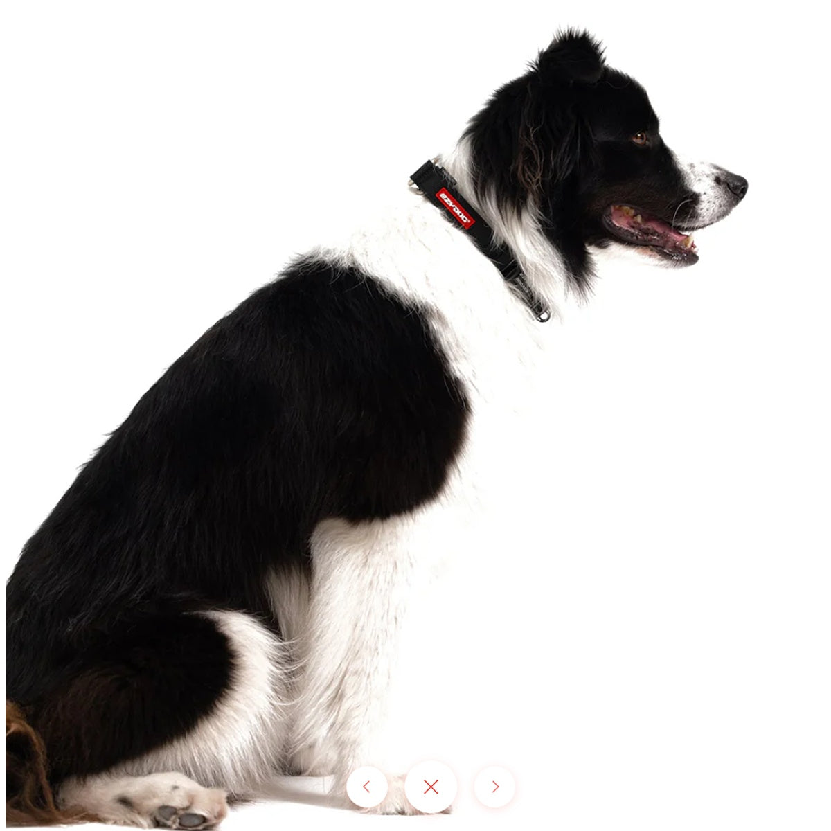 EzyDog Checkmate Collar