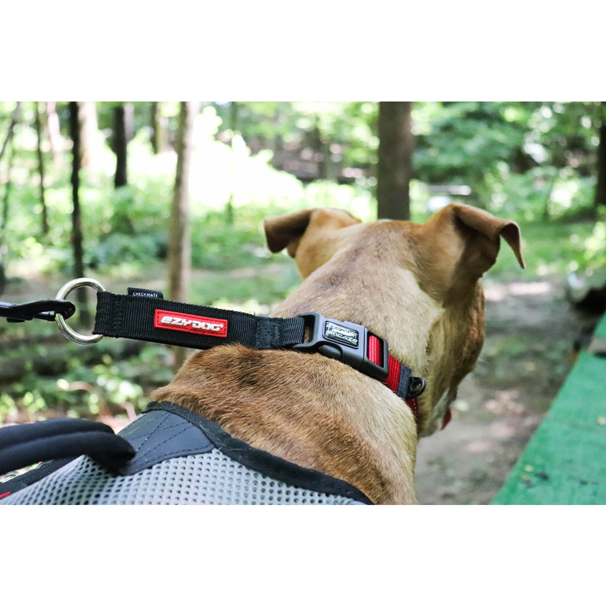 EzyDog Checkmate Collar