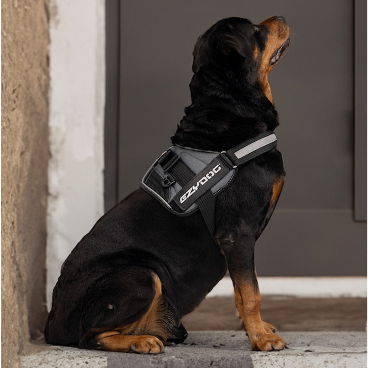 EzyDog Convert Harness