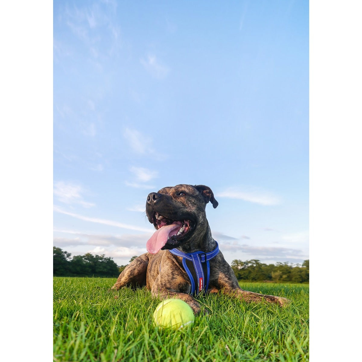 EzyDog Chest Plate Harness