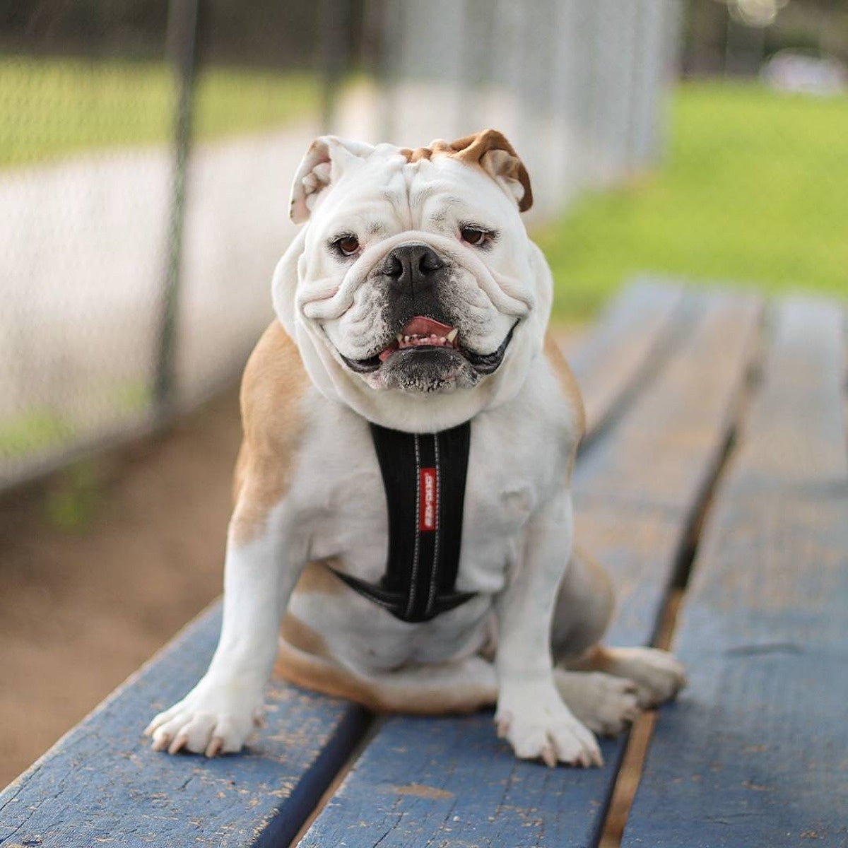 EzyDog Chest Plate Harness