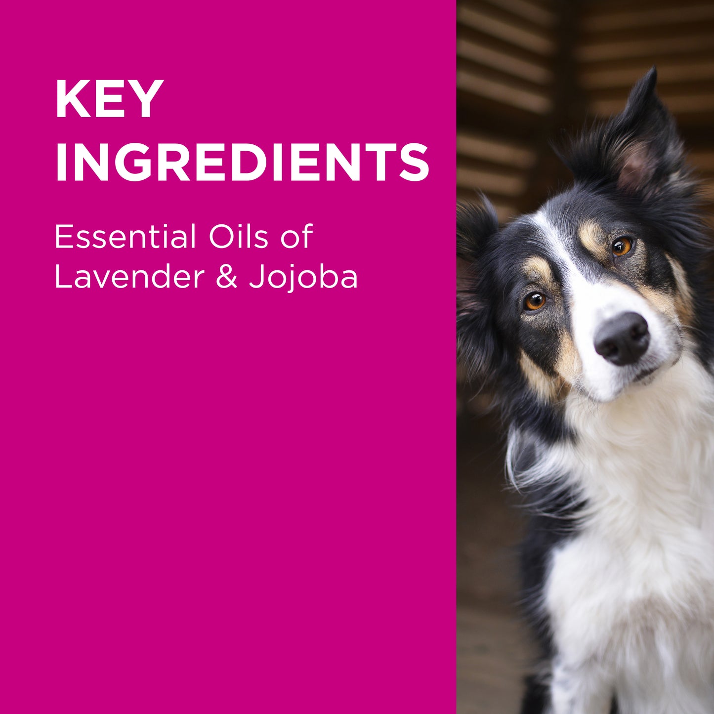 PAW 2in1 Conditioning Shampoo