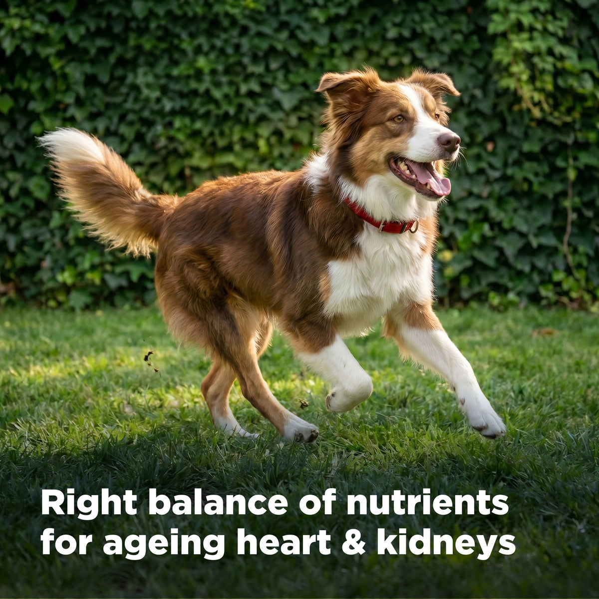 Hill's Science Diet Adult 7+ Senior Dry Dog Food