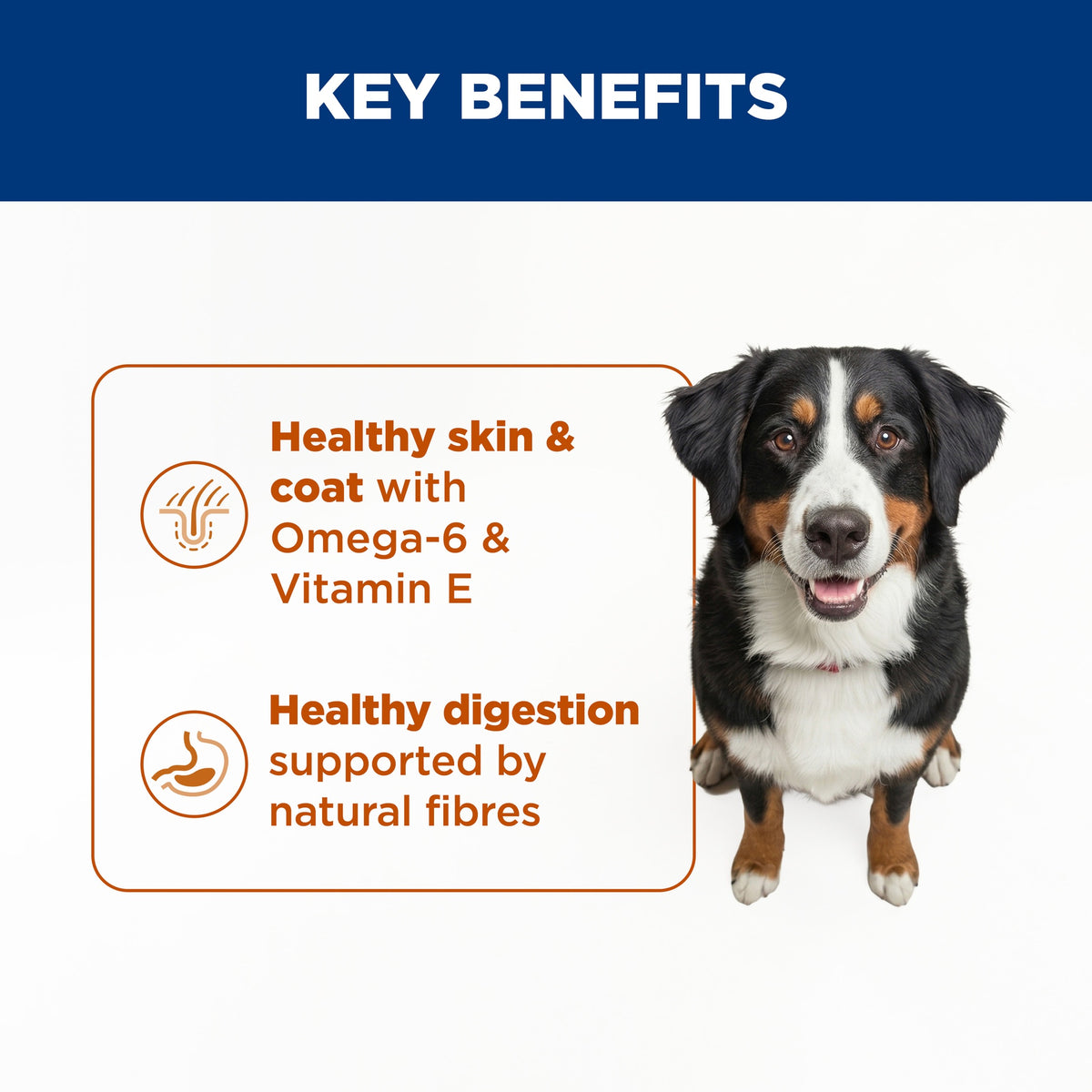 Hill's Science Diet Large Breed Adult Dry Dog Food