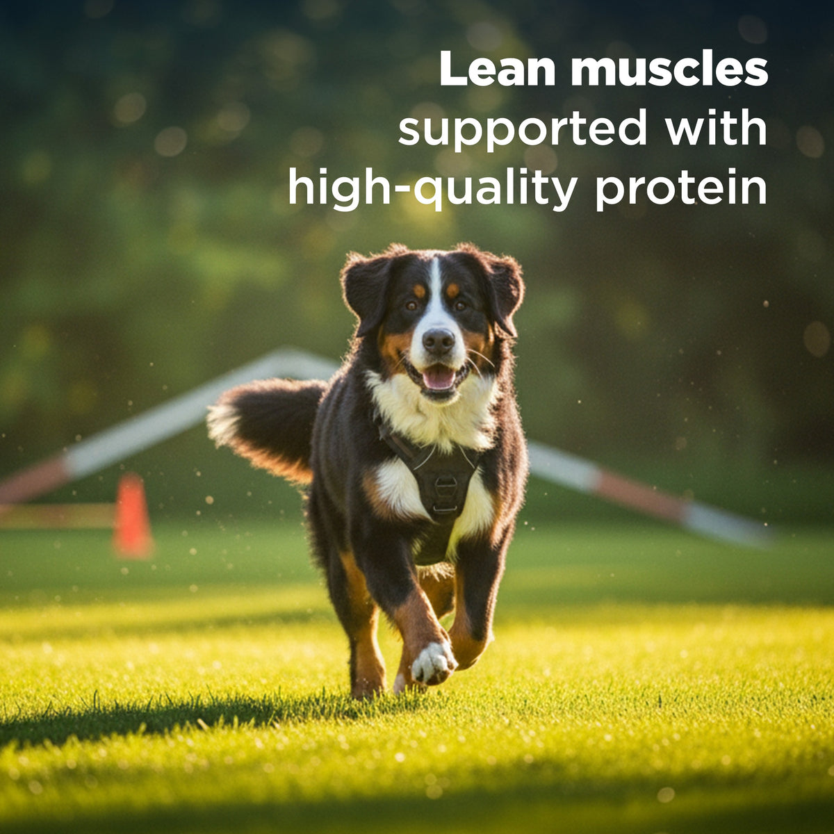 Hill's Science Diet Large Breed Adult Dry Dog Food