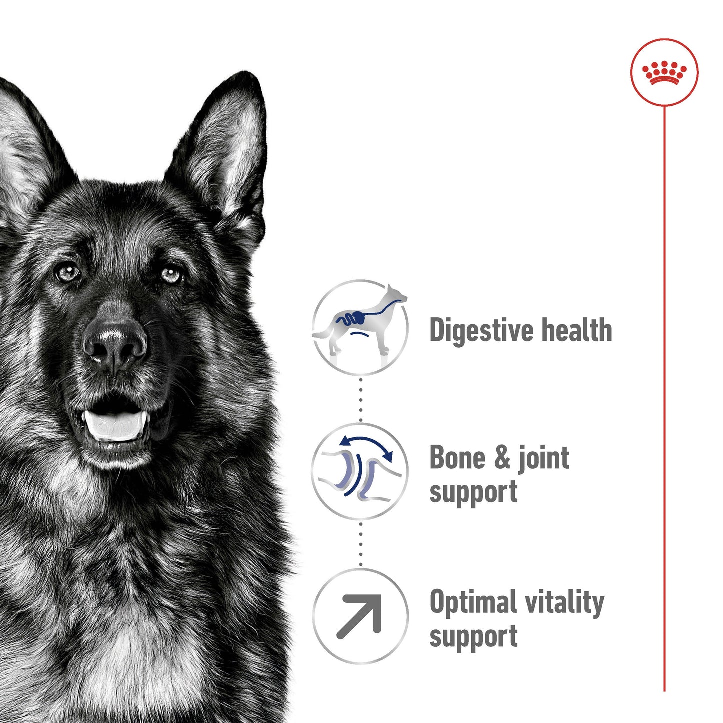 Royal Canin Maxi Mature 5+ Dry Dog Food