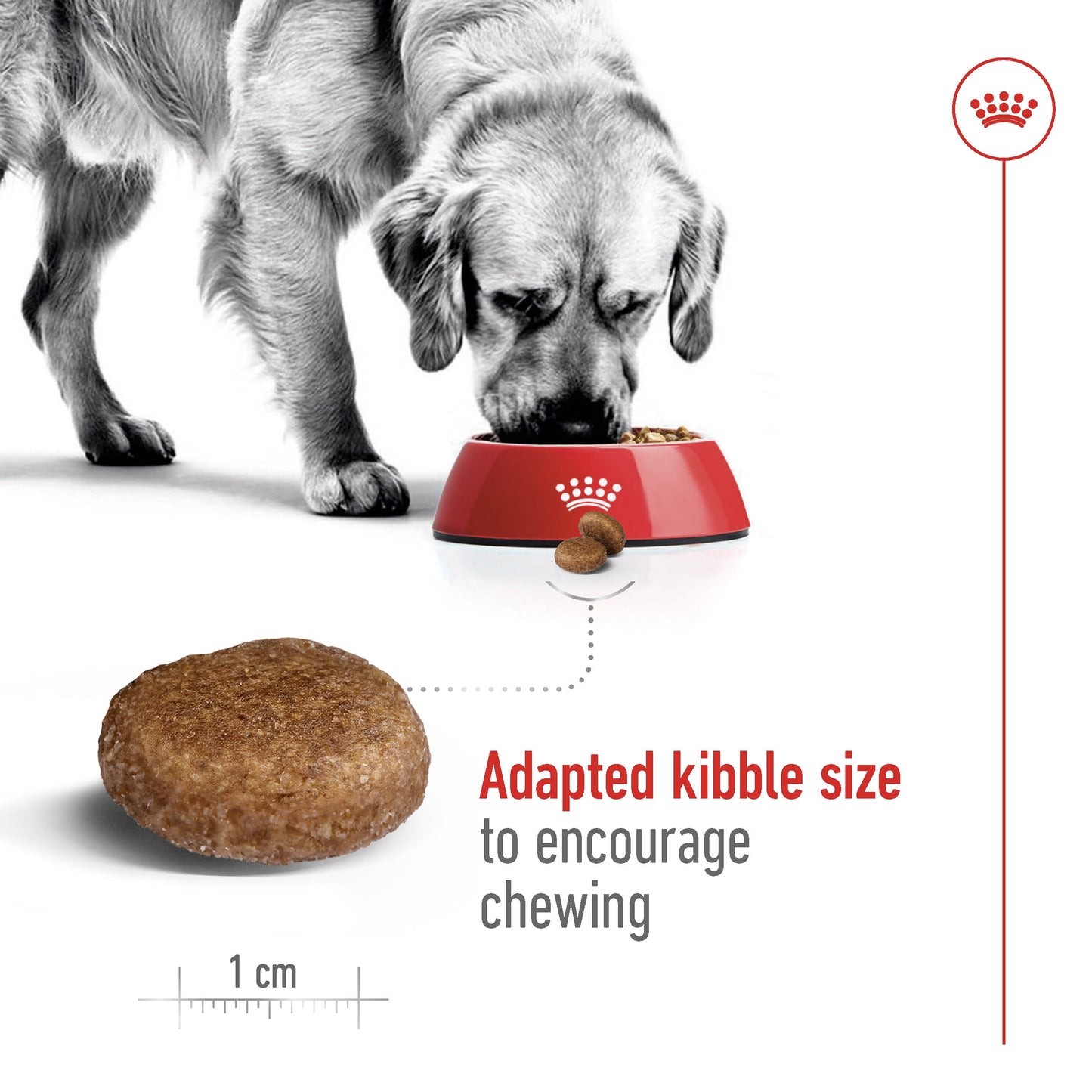 Royal Canin Maxi Mature 5+ Dry Dog Food
