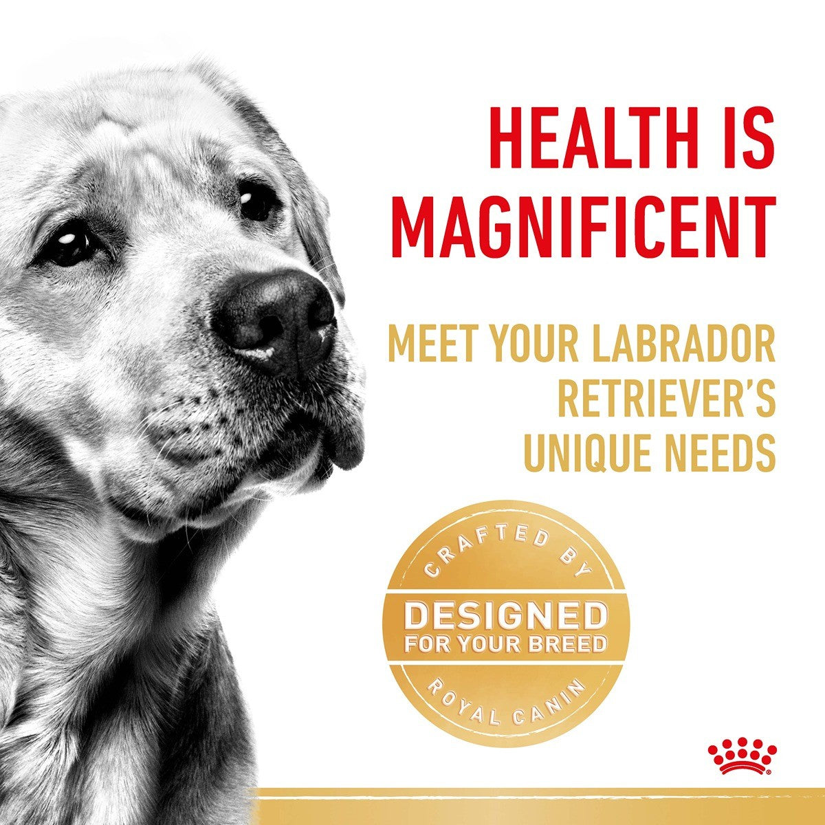 Royal Canin Labrador Dry Dog Food