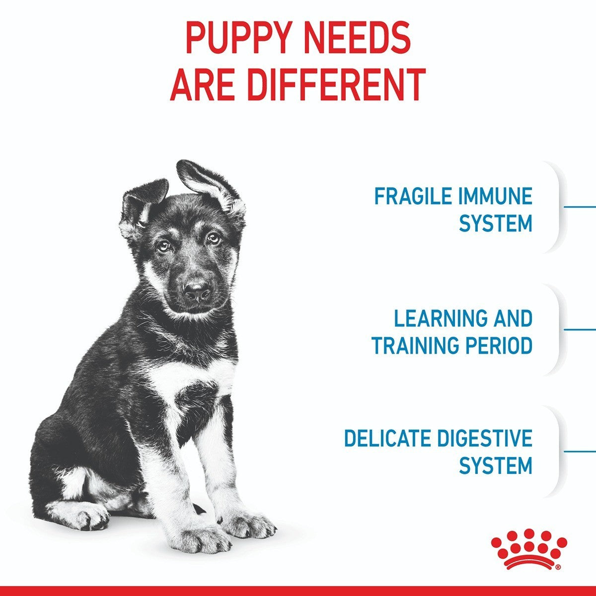 Royal Canin Maxi Puppy Dry Dog Food