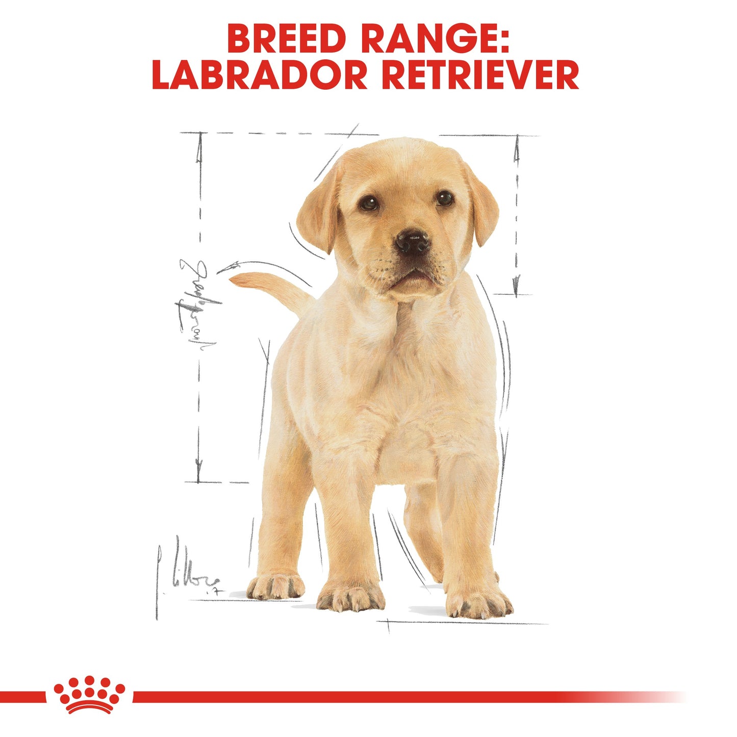 Royal Canin Labrador Puppy Dry Dog Food