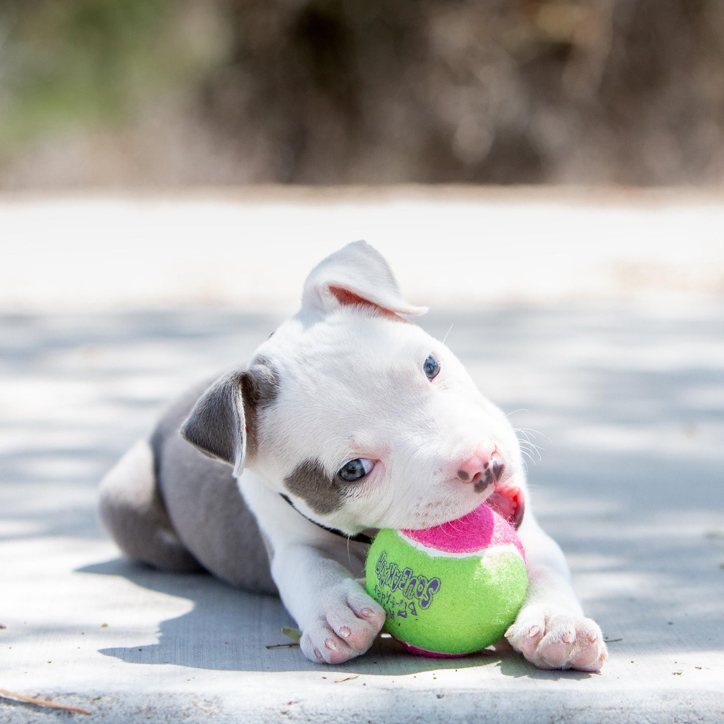 KONG Squeak Air Birthday Tennis Balls