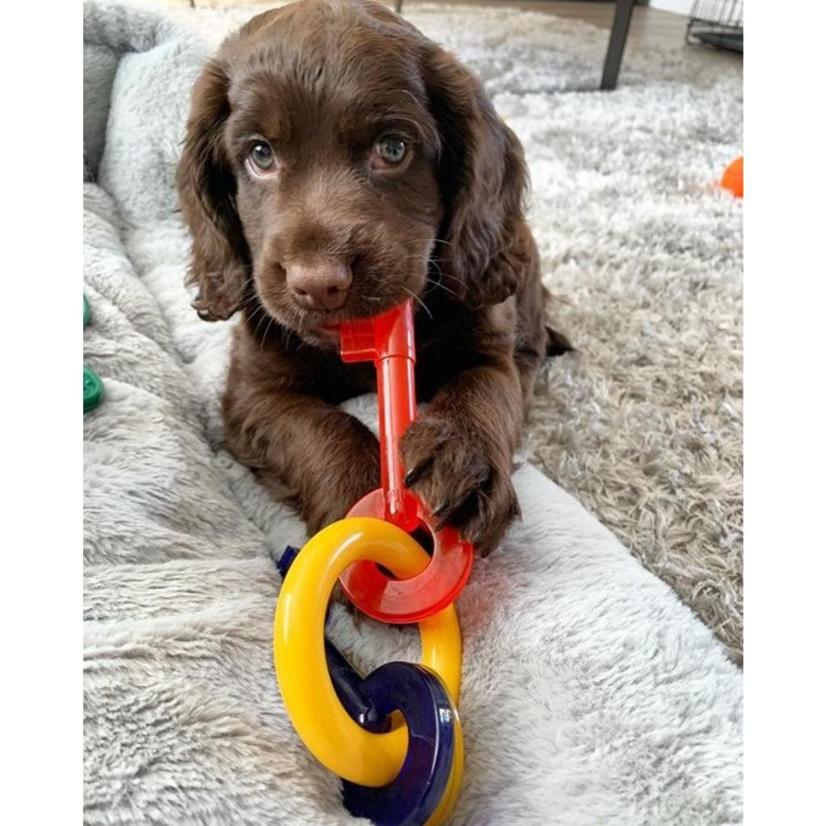 Nylabone Puppy Teething Keys