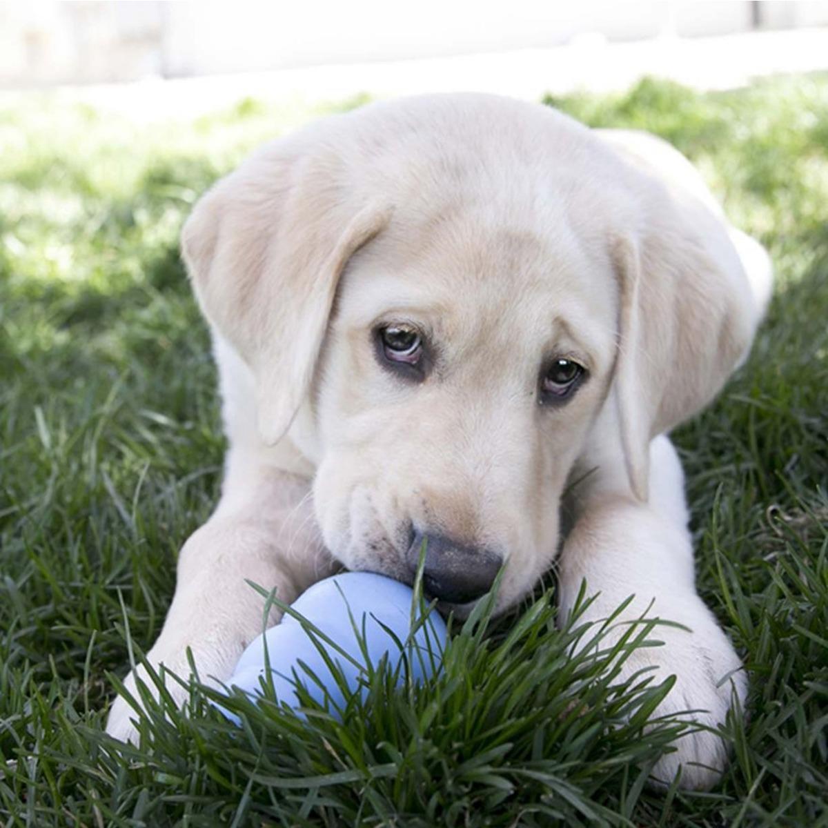 Kong Puppy Dog Toy