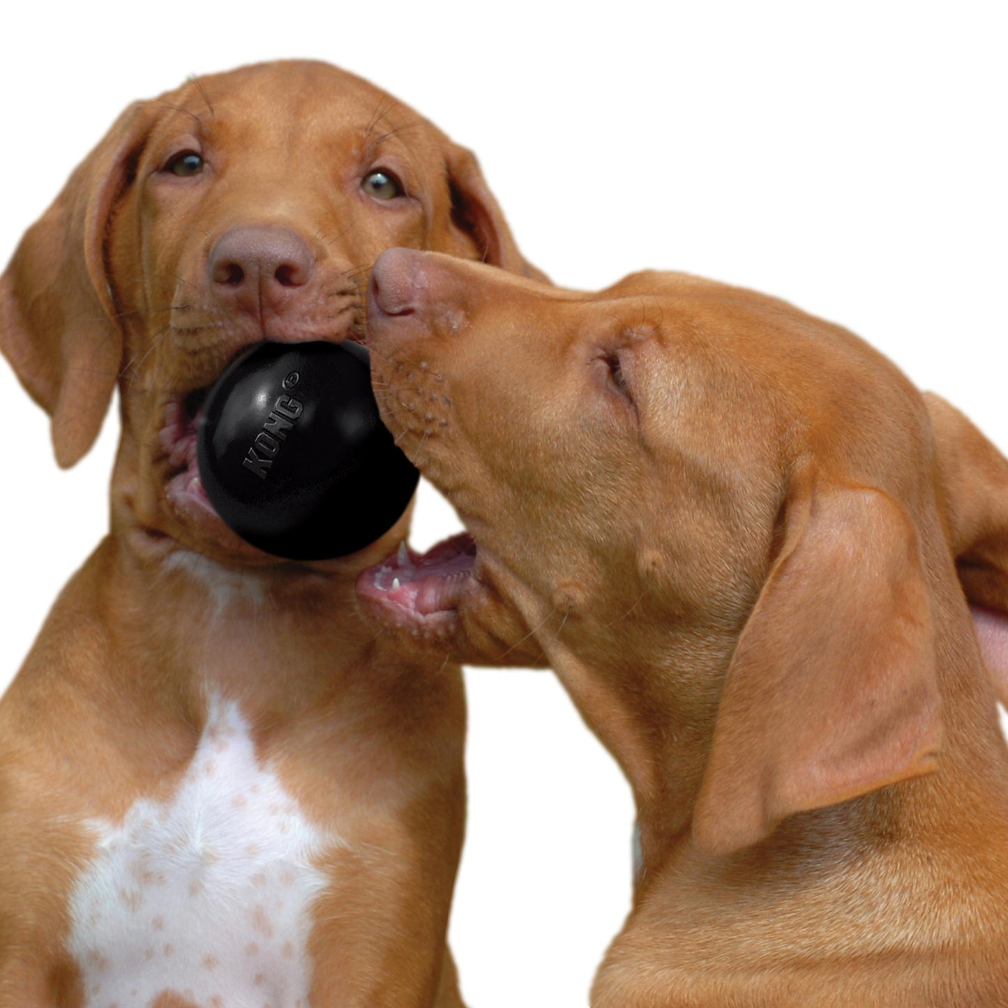 Kong Extreme Ball Dog Toy