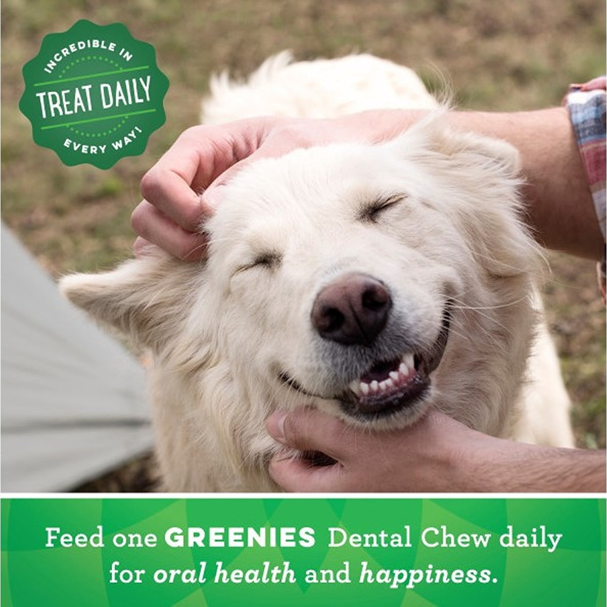 Greenies Original Dog Dental Treats