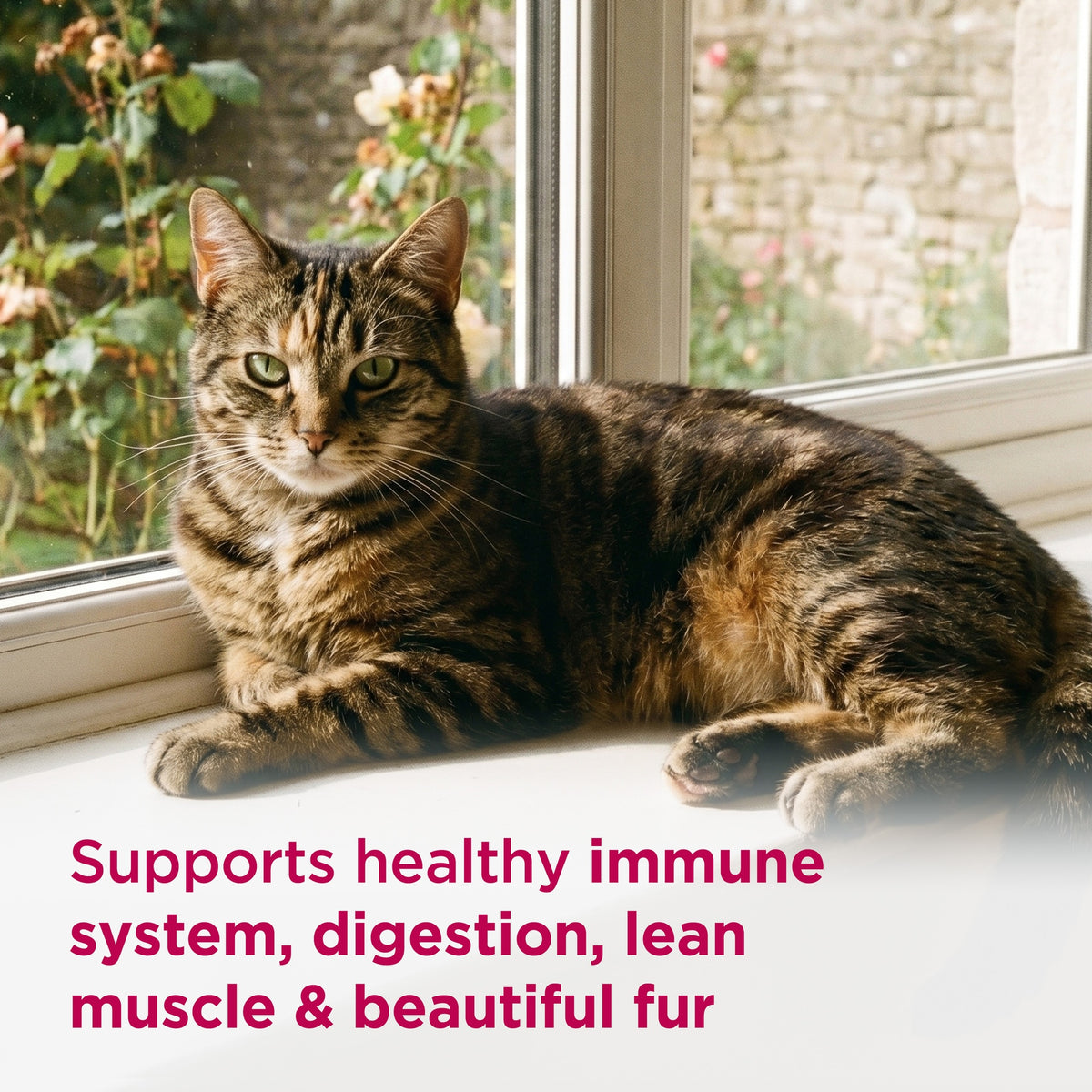 Hill's Science Diet Adult Chicken Dry Cat Food