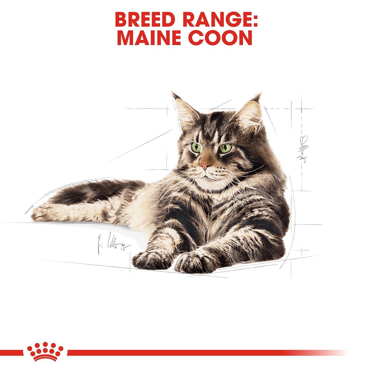 Royal Canin Breed Health Nutrition Maine Coon Dry Cat Food