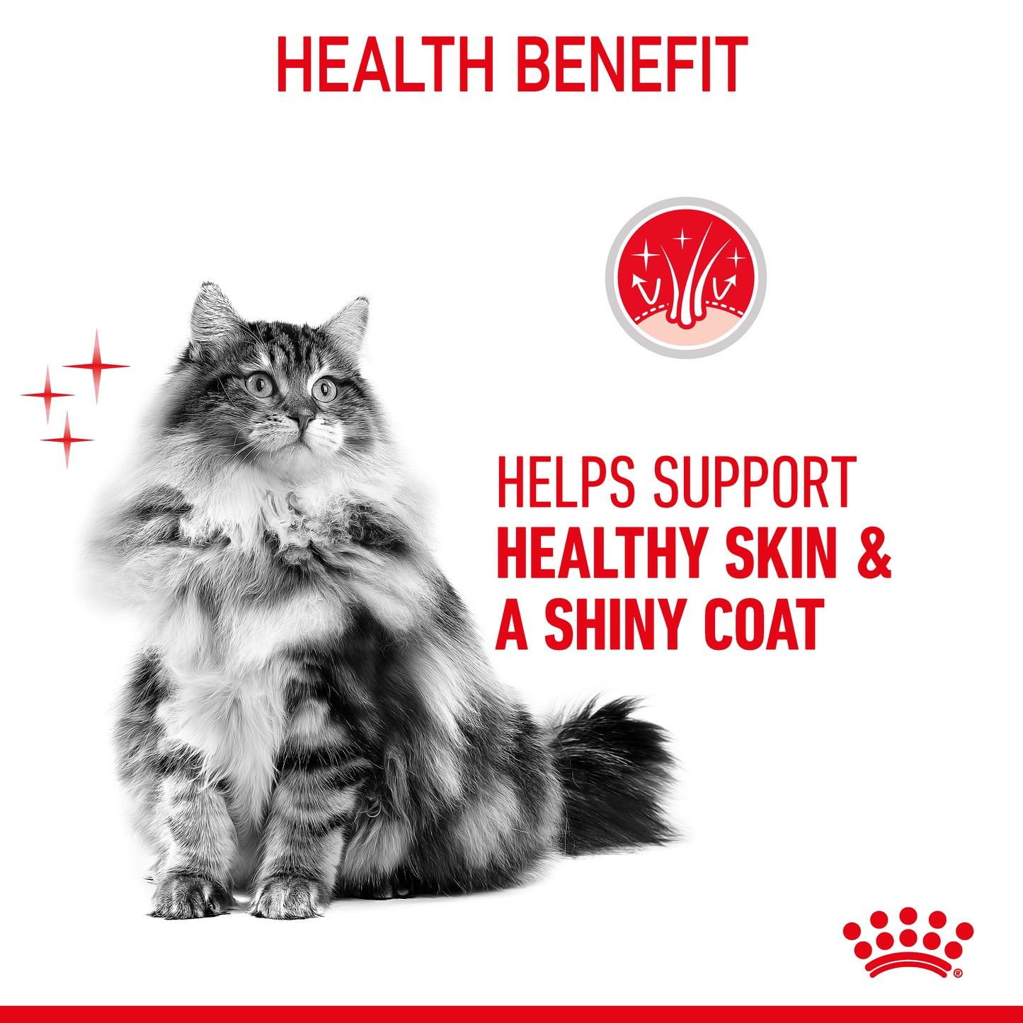 Royal Canin Hair & Skin Care Jelly Wet Cat Food