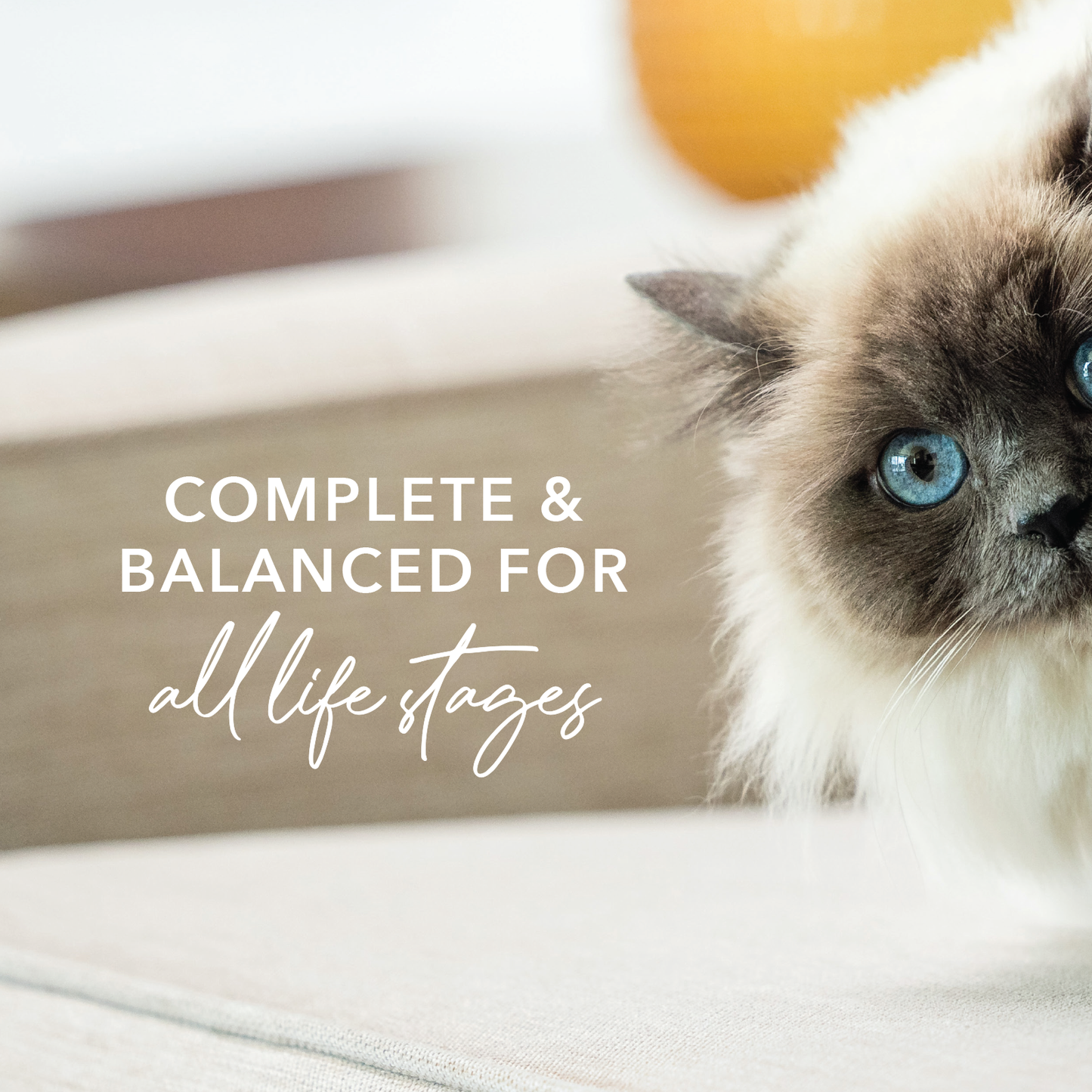 Feline Natural Lamb & Salmon Wet Cat Food