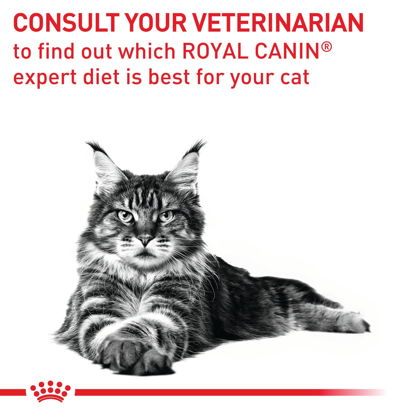 Royal Canin VET Dental Dry Cat Food