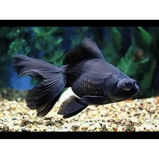 Live Fish Black Moor