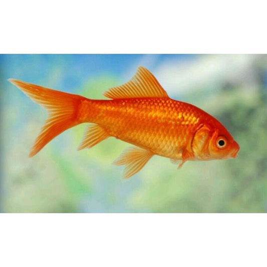 Live Fish Comet