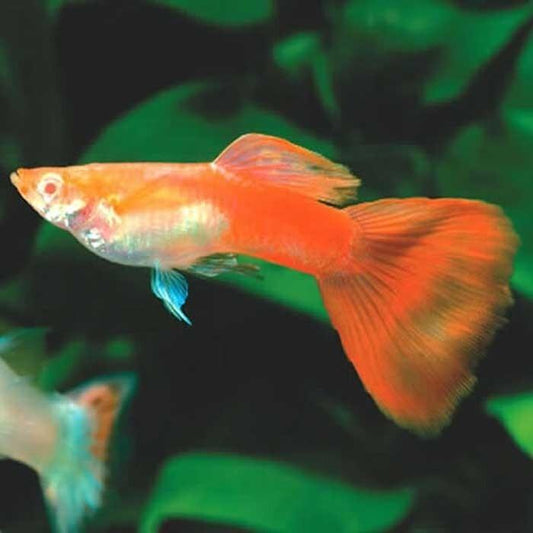 Live Fish Guppy Male Assorted