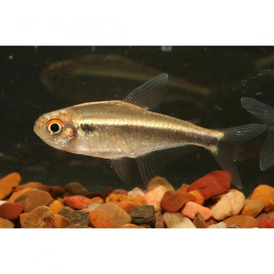 Live Fish Tetra Black Neon